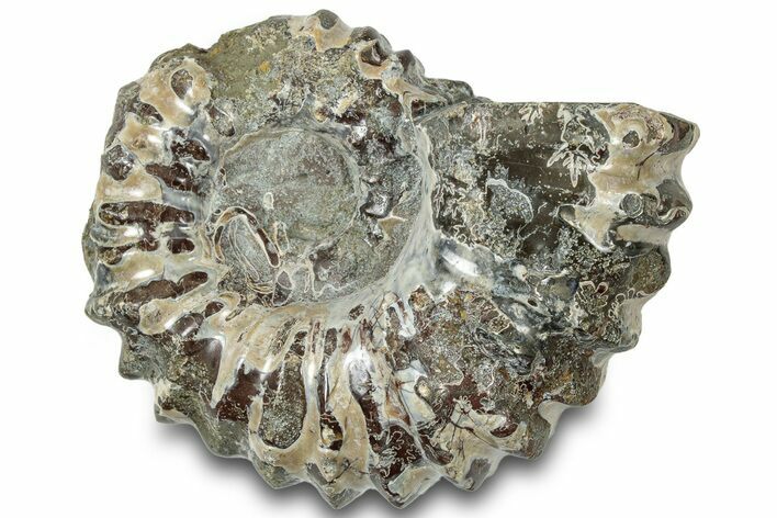 Bumpy Ammonite (Douvilleiceras) Fossil - Madagascar #308925